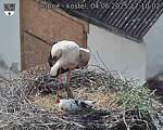 Capi_Dubne_20250604_171002.jpg