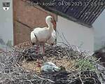 Capi_Dubne_20250604_172004.jpg