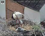 Capi_Dubne_20250604_172503.jpg
