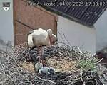Capi_Dubne_20250604_173002.jpg