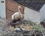 Capi_Dubne_20250604_173503.jpg