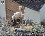 Capi_Dubne_20250604_174002.jpg