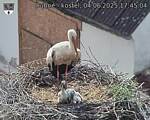 Capi_Dubne_20250604_174504.jpg
