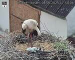 Capi_Dubne_20250604_175004.jpg