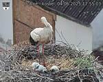 Capi_Dubne_20250604_175503.jpg