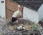 Capi_Dubne_20250604_180003.jpg