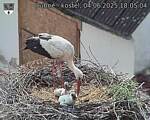 Capi_Dubne_20250604_180504.jpg