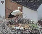 Capi_Dubne_20250604_181003.jpg