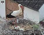 Capi_Dubne_20250604_181503.jpg