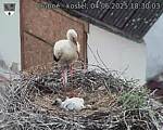Capi_Dubne_20250604_183003.jpg
