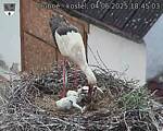 Capi_Dubne_20250604_184503.jpg