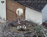 Capi_Dubne_20250604_185004.jpg