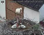 Capi_Dubne_20250604_185502.jpg