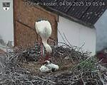 Capi_Dubne_20250604_190504.jpg