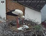 Capi_Dubne_20250604_191004.jpg