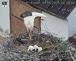 Capi_Dubne_20250604_193004.jpg