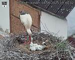 Capi_Dubne_20250604_194003.jpg