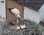 Capi_Dubne_20250604_194502.jpg
