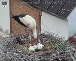 Capi_Dubne_20250604_195004.jpg