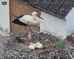 Capi_Dubne_20250604_195502.jpg