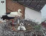 Capi_Dubne_20250604_200003.jpg