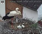 Capi_Dubne_20250604_200503.jpg