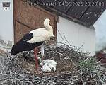 Capi_Dubne_20250604_202003.jpg