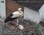 Capi_Dubne_20250604_202502.jpg