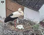 Capi_Dubne_20250604_203003.jpg