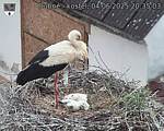 Capi_Dubne_20250604_203503.jpg