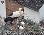 Capi_Dubne_20250604_204002.jpg