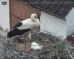 Capi_Dubne_20250604_204503.jpg