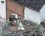 Capi_Dubne_20250604_205002.jpg