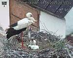 Capi_Dubne_20250604_205502.jpg