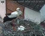 Capi_Dubne_20250604_210503.jpg