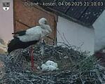 Capi_Dubne_20250604_211003.jpg