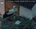 Capi_Dubne_20250604_211502.jpg