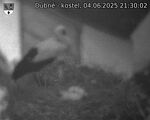 Capi_Dubne_20250604_213002.jpg