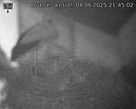 Capi_Dubne_20250604_214502.jpg