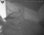 Capi_Dubne_20250604_215002.jpg