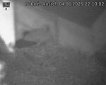 Capi_Dubne_20250604_221002.jpg