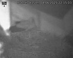 Capi_Dubne_20250604_221503.jpg
