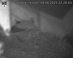 Capi_Dubne_20250604_222003.jpg