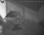Capi_Dubne_20250604_223003.jpg