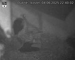 Capi_Dubne_20250604_224002.jpg