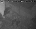 Capi_Dubne_20250604_224503.jpg