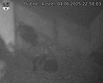 Capi_Dubne_20250604_225003.jpg