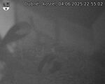 Capi_Dubne_20250604_225502.jpg
