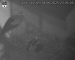 Capi_Dubne_20250604_230503.jpg