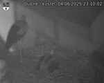 Capi_Dubne_20250604_231002.jpg